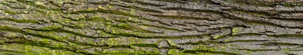 オークの樹皮の質感や背景 — ストック写真