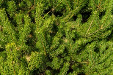 Güneşli bir günde yeşil çam dalları