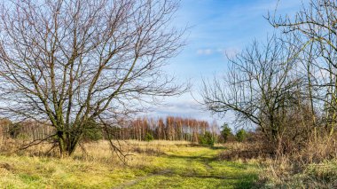 Ormandan geçen toprak yol. Güzel güneşli bir gün.