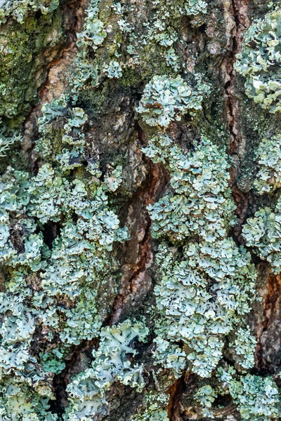 Écorce de bouleau recouverte de lichen bleu. texture ou fond — Photo