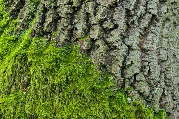 Eichenrinde Überwachsen Mit Grünem Moos Hintergrund — Stockfoto