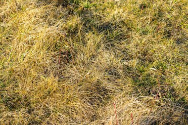 Yeşil çimenli kuru çimenler.