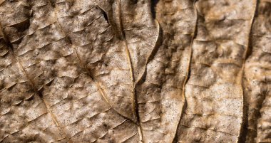 Eski kahverengi meşe yaprağının makro fotoğrafı