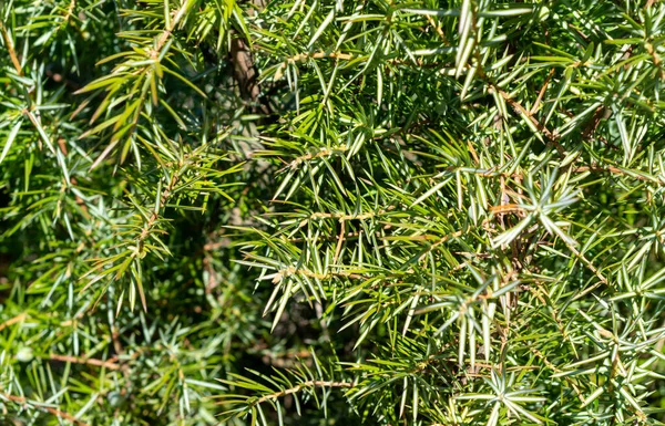 Enebro Verde Hermoso Día Soleado Con Detalles Visibles —  Fotos de Stock