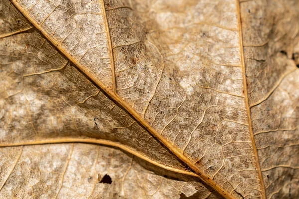 macro photo of an old brown oak leaf