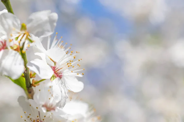 Flores Cerezo Blanco Con Detalles Visibles Sobre Fondo Claro — Foto de Stock