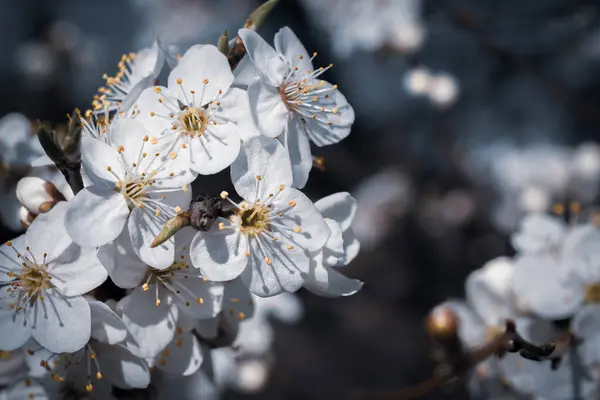 Ciruela Blanca Florece Sobre Fondo Azul Del Cielo — Foto de Stock