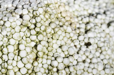 Görünür detayları olan beyaz köpük. doku veya arkaplan