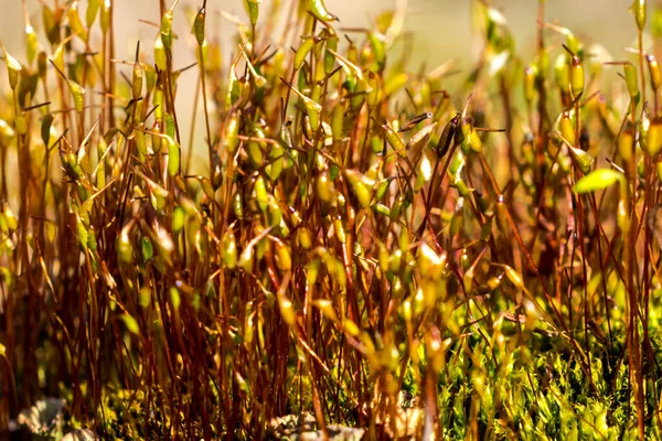 Moos Sämlinge Draußen Der Untergehenden Sonne — Stockfoto