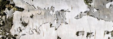 Huş kabuğu makro fotoğrafı. doku veya arkaplan