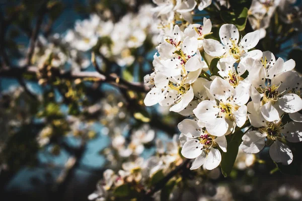 Flores Manzana Blanca Con Detalles Visibles — Foto de Stock