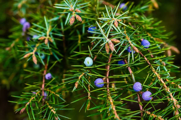 Twig Van Gewone Jeneverbes Met Blauwe Bessen — Stockfoto