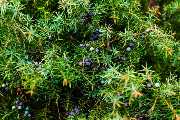 Twig Van Gewone Jeneverbes Met Blauwe Bessen — Stockfoto