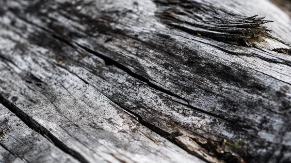 目に見えるディテールの古い割れた木 テクチュラ — ストック写真