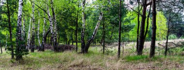 Güzel huş ağacı ve yemyeşil çimenleri olan çam ormanı.