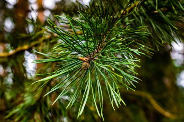 yeşil kozalaklı çam dalları