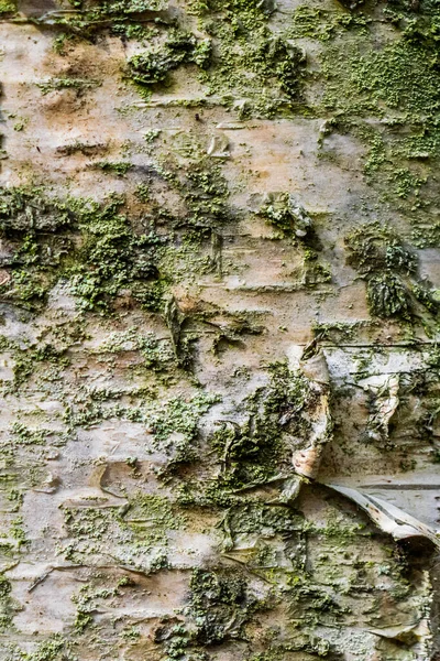 桦树树皮质地或背景 — 图库照片