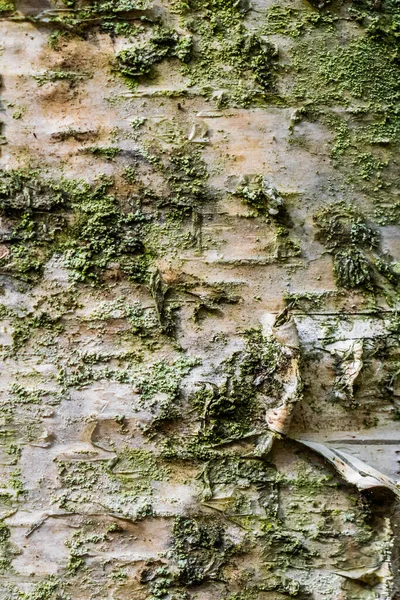 Berkenschors Textuur Achtergrond — Stockfoto