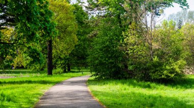 Parkta yol güneşli bir günde