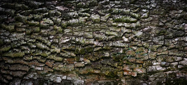 背景や質感の目に見える詳細とオークの樹皮 — ストック写真