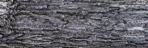 Oak Bark Visible Details Background Texture — Stock Photo, Image