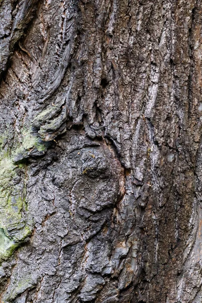 背景や質感の目に見える詳細とオークの樹皮 — ストック写真