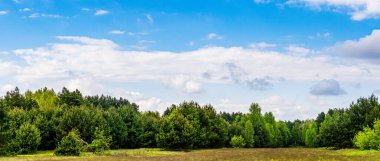 Orman güneşli bir günde