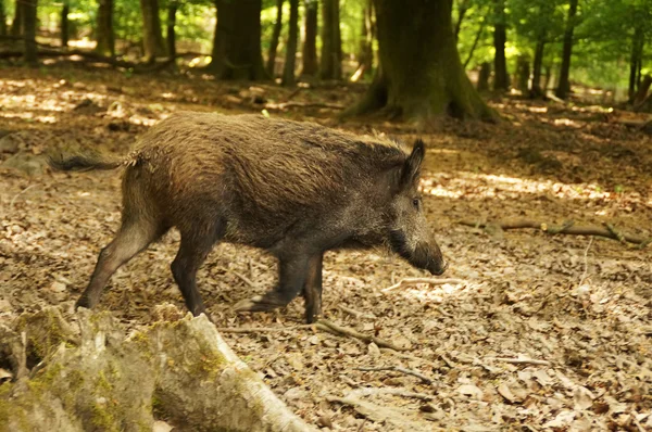 Ein junges Wildschwein — Stockfoto