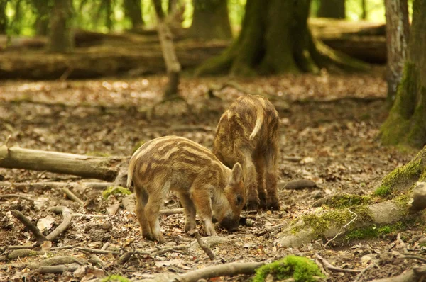 Zwei kleine Wildschweinferkel im Wald — Stockfoto