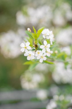 trees of apple, cherry, pear blossom in spring in a city park, garden