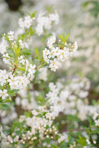 Árvores de maçã, cereja, flor de pêra na primavera em um parque da cidade, jardim — Fotografia de Stock