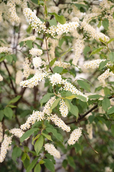 White flowers blooming bird cherry. Bird Cherry Tree in Blossom. Close-up of a Flowering Prunus Avium Tree with White Little Blossoms. Blooming Sweet Bird-Cherry Tree in Spring. Springtime concept. — 스톡 사진
