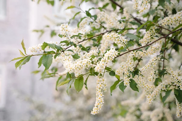 Fehér virágok virágzó madár cseresznye. Madárcseresznyefa virágzásban. Közelkép egy virágzó Prunus Avium fáról fehér kis virágokkal. Virágzó Édes Madár-Cseresznyefa tavasszal. Tavaszi koncepció. — Stock Fotó