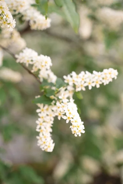 Fehér virágok virágzó madár cseresznye. Madárcseresznyefa virágzásban. Közelkép egy virágzó Prunus Avium fáról fehér kis virágokkal. Virágzó Édes Madár-Cseresznyefa tavasszal. Tavaszi koncepció. — Stock Fotó