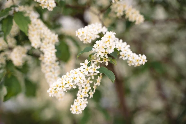 Fehér virágok virágzó madár cseresznye. Madárcseresznyefa virágzásban. Közelkép egy virágzó Prunus Avium fáról fehér kis virágokkal. Virágzó Édes Madár-Cseresznyefa tavasszal. Tavaszi koncepció. — Stock Fotó
