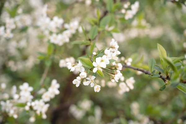 Trees of apple, cherry, pear blossom in spring in a city park, garden — Stock Fotó