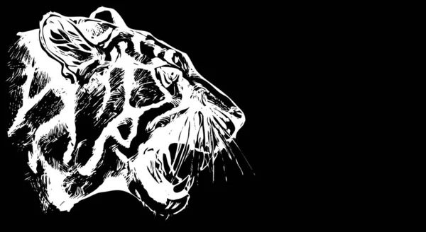 Белый тигр. Черный фон для дизайна — стоковое фото