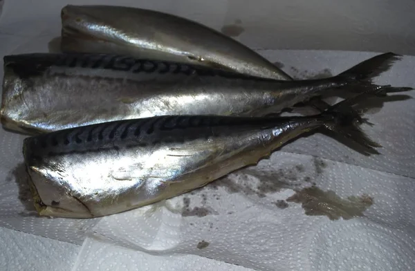 Three small fish sea mackerel — Stock Photo, Image