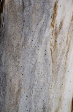 Siyah benekli kurumuş bir ağacın dokusu.