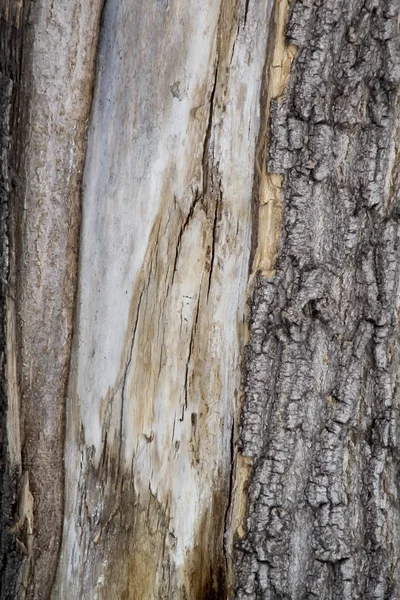 Old maple wood texture closeup