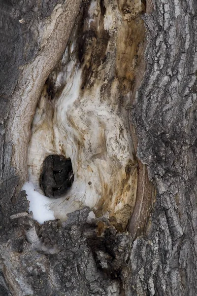 La consistenza dell'albero con un cavo — Foto Stock