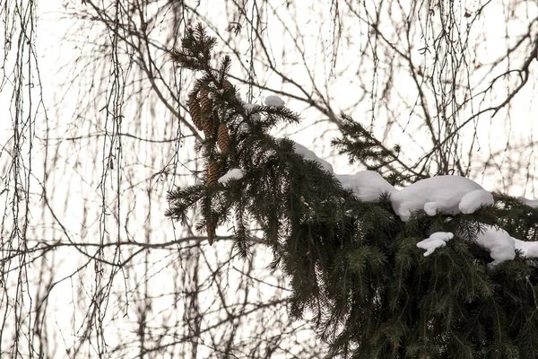 A branch of spruce with cones on a winter background — ストック写真