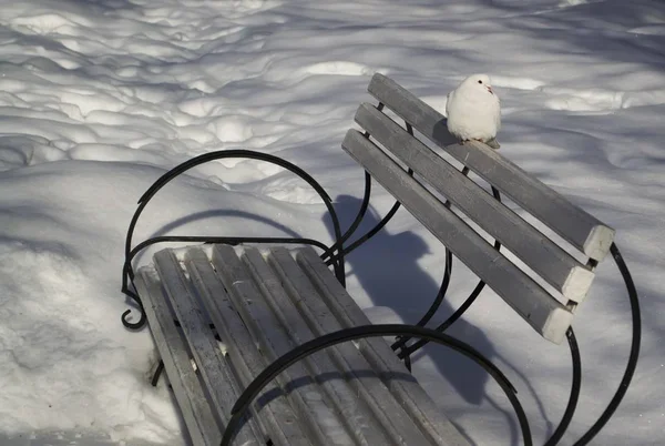 Biały gołąb siedzi na białej ławce — Zdjęcie stockowe