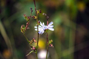 Çiçek yakın plan. Çiçek makro görüntüsü