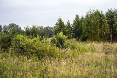 Yaz doğası. Tarladaki çalılar