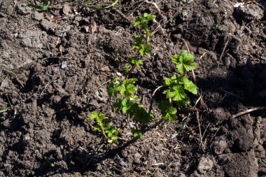 Küçük bir kuş üzümü çalısı..