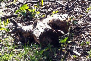 Çimlerin üzerinde sürüklenen ağaçlar..