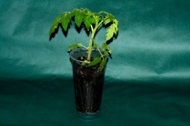 Şeffaf bardakta domates tohumları..