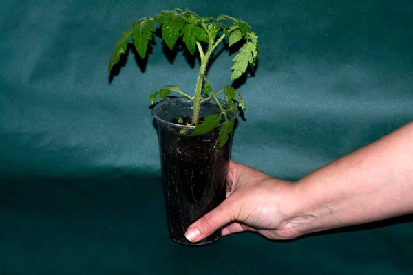 Hand holds tomato seedlings in a transparent glass.
