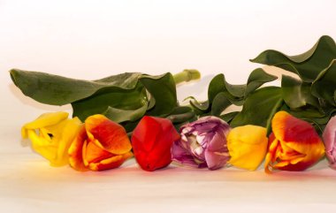 Vazodaki çiçek laleleri.